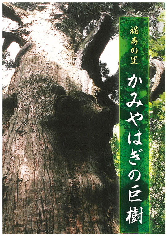 上矢作の巨樹